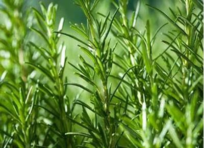 Picture of Rosemary - Bunch