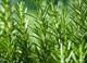 Picture of Rosemary - Bunch