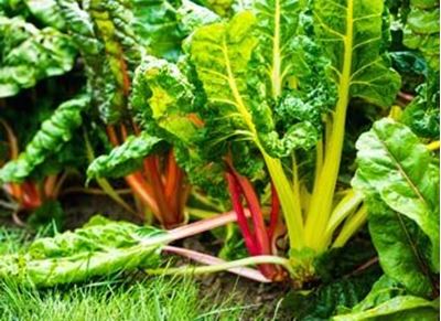 Picture of Silverbeet - Bunch