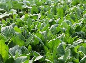 Picture of Spinach - Baby (100g)