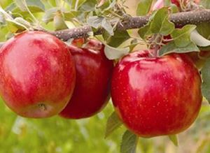 Picture of Apples - Fuji - Lge