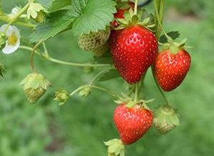 Picture of Strawberries - Punnet (250g)