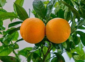 Picture of Oranges - Valencia - Sml