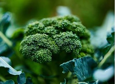 Picture of Broccoli