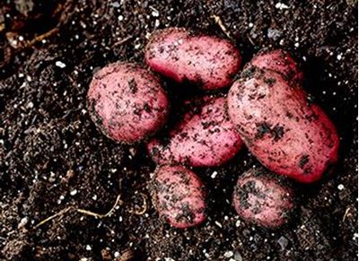 Picture of Potatoes - Red (500g)