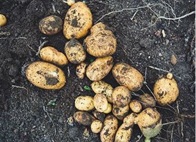 Picture of Potatoes - Washed (5kg bag)