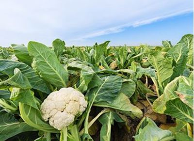 Picture of Cauliflower - Whole