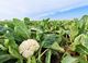 Picture of Cauliflower - Whole