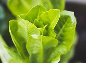Picture of Lettuce - Cos Heart (250g)