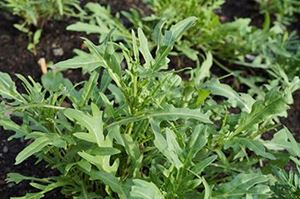 Picture of Lettuce - Rocket Wild (100g)