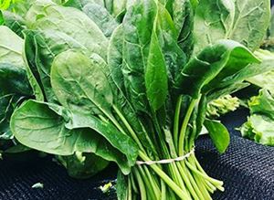 Picture of Spinach - English Bunch 