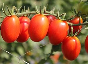 Picture of Tomato - Roma - Lge
