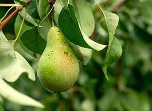 Picture of Pear - Packham ea - Sml