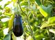 Picture of Eggplant