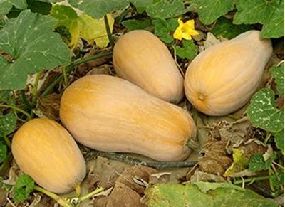 Picture of Pumpkin - Butternut - Cut (2kg)