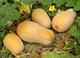 Picture of Pumpkin - Butternut - Cut (2kg)