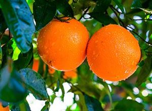 Picture of Oranges - Navel - Sml