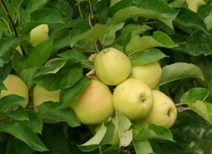 Picture of Apples - Golden Delicious - Lge
