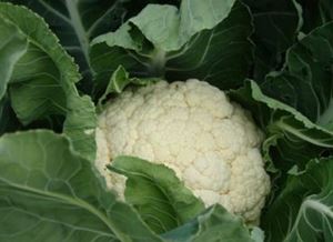 Picture of Cauliflower - Whole
