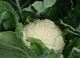 Picture of Cauliflower - Whole