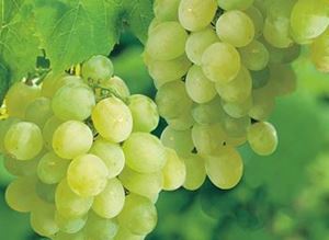 Picture of Grapes - White Seedless (500g)
