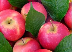 Picture of Apples - Pink Lady - Large Local 