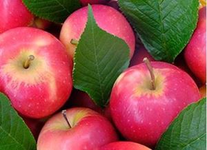 Picture of Apples - Pink Lady - Organic