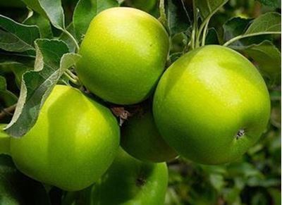 Picture of Apples - Granny Smith - Local