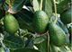 Picture of Avocado - Hass - Large