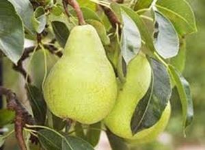 Picture of Pear - Packham - Sml