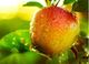 Picture of Apple - Royal Gala (Organic)
