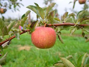 Picture of Apple - Fuji (Organic)
