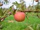 Picture of Apple - Fuji (Organic)