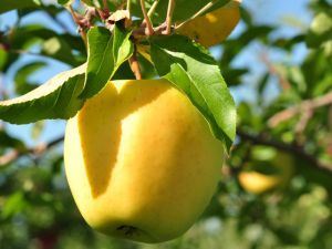 Picture of Apples - Golden Delicious - Lge