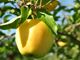 Picture of Apples - Golden Delicious - Lge