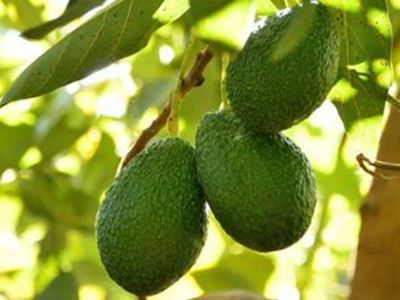 Picture of Avocado - Hass - Large