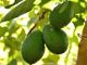 Picture of Avocado - Hass - Large