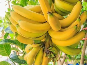 Picture of Bananas - Cavandish