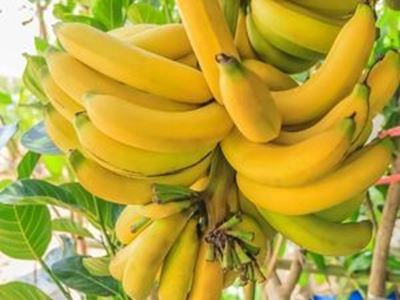 Picture of Bananas - Cavandish