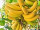 Picture of Bananas - Cavandish