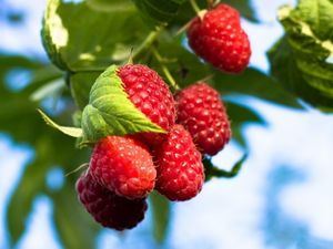 Picture of Raspberries - Punnet