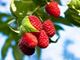 Picture of Raspberries - Punnet