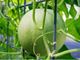 Picture of Melon - Honey Dew (Whole)