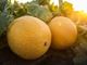 Picture of Melon - Rock (Whole)