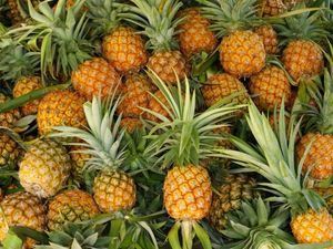 Picture of Pineapple - Sml 