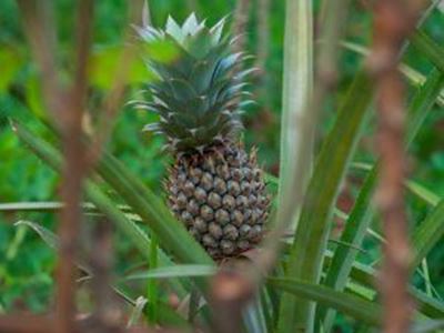 Picture of Pineapple - Topless - Sml