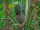 Picture of Pineapple - Topless - Sml