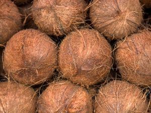 Picture of Coconut