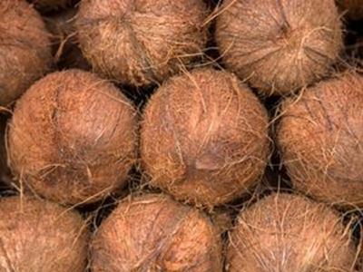 Picture of Coconut