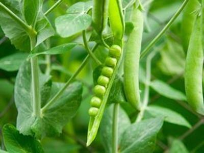 Picture of Peas - Green (250g)